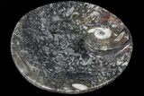 Round Fossil Goniatite Dish #73714-2
